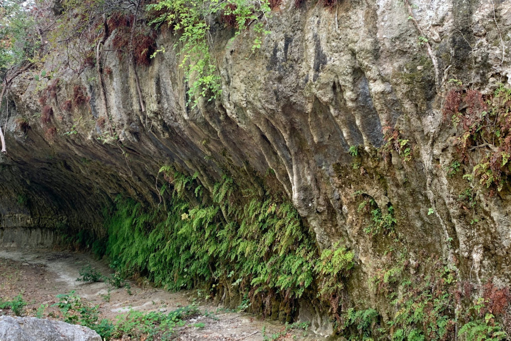 The Fern Bluff, Our Namesake