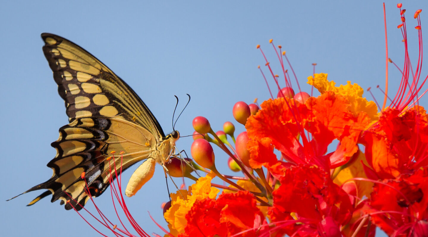 KingSwallowtail1 Picture of King Swallowtail